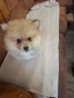 момче,ср.немски шпиц, снимка 2