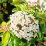 Вибурнум Тинус Ева Прайс, Viburnum Eva Price или още Калина !!!!!, снимка 5