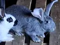 Продавам зайци!, снимка 4