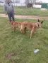 Белгийска овчарка Малинуа , снимка 5