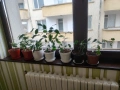 Бенджамин класически, снимка 2