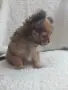 Чихуахуа дългокосместо момиченце, снимка 5