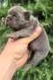 Френски булдог/French Bulldog , снимка 12