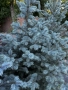 Сребрист Смърч Picea Pungens, снимка 1