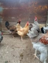 кокошки, снимка 7