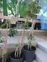 Продавам Шефлера / Schefflera 10 годишна, 170 см. височина, 10 броя, снимка 6
