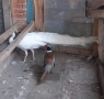 Монголски фазан мъжки , снимка 5