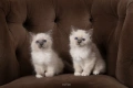 Бутикови котенца /Бирманска свещена котка, снимка 3