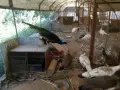Пауни 4 годишни, снимка 6