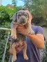 Американско були ХЛ /American bully XL, снимка 4