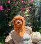 Кавапу Cavapoo !!!, снимка 2