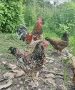 оплодени яйца от шведска цветна кокошка за люпене swedish flower hen, снимка 4