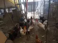 Кокошки и петли, снимка 3