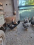 Катунски петлета, снимка 2