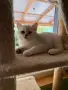 Британска чинчила, снимка 8