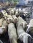 продавам млади овце, снимка 1