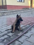 Белгийска овчарка, снимка 7