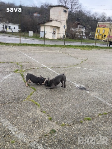 Френски булдог лилак син, снимка 3 - Френски булдог - 54225829