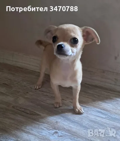 чихуахуа момиченца