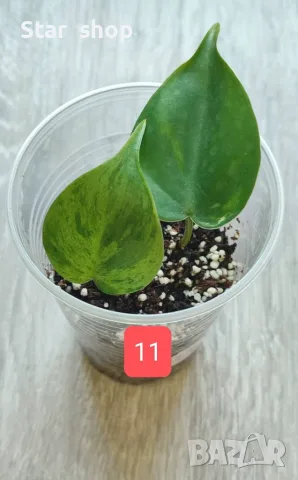 Филодендрон- Philodendron Hederaceum Variegata, снимка 11 - Стайни растения - 55295623