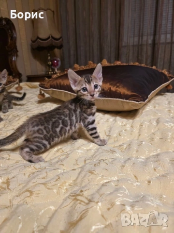 Бенгалска котка, снимка 4 - Бенгалски - 40146006