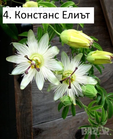 Пасифлора - Плод Маракуя , снимка 9 - Градински цветя и растения - 54019948