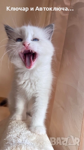 Регдол чистокръвни котета / Ragdoll, снимка 3 - Други - 55252802