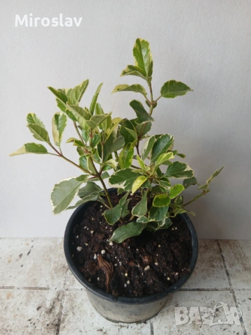 Лаврова Калина (Вариегатна), снимка 6 - Градински цветя и растения - 53986316