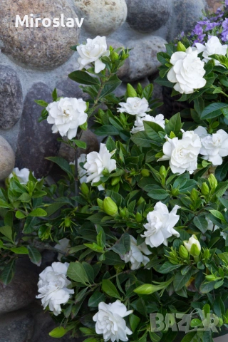 Гарденията (Gardenia jasminoides), снимка 7 - Градински цветя и растения - 55010988