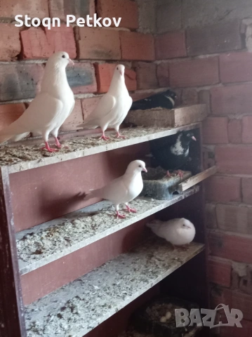 Ихтимански и черни Чирпански , снимка 4 - Гълъби - 53616862