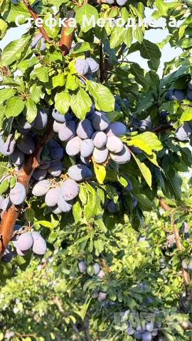 Домашни Сини сливи , снимка 2 - Домашни продукти - 55550850
