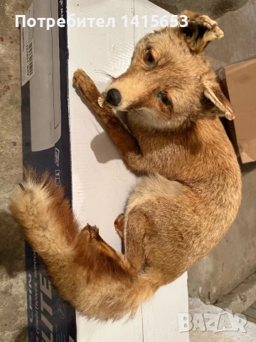 Продавам препарирана лисица