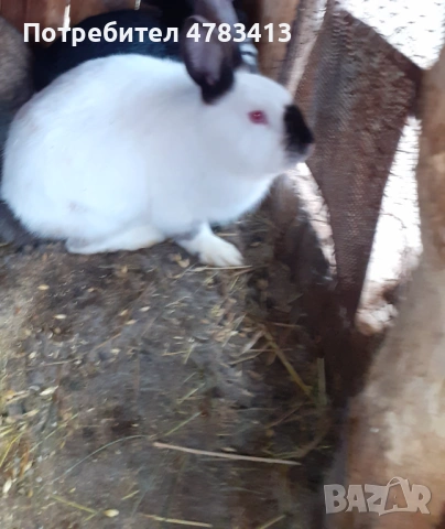 Зайци Кръстоска , снимка 3 - Други - 54040584