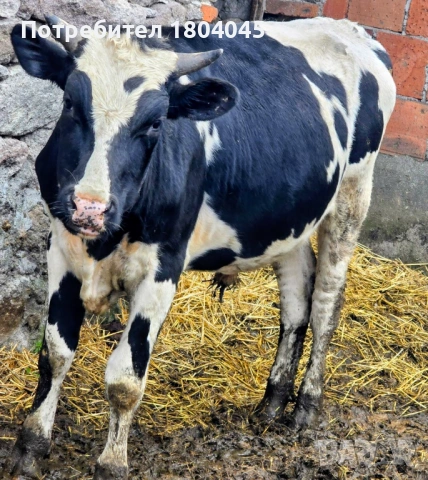 ПРОДАВАМ: 3 мъжки телета (скопени) 4 евро за килограм, общо тегло 1тон, снимка 6 - Крави - 54018971