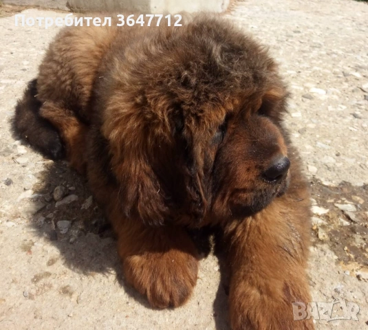 Тибетски мастиф , снимка 3 - Мастиф - 54087033