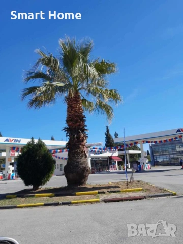 Вашингтония Филифера Washingtonia filifera