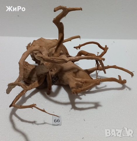 Корен от Азалия /декорация/ 66