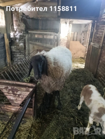 Чреноглав коч, снимка 2 - Овце - 54240374