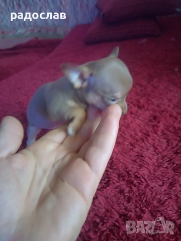 малки кутрета пинчер чихуахуа , снимка 5 - Чихуахуа - 54281247