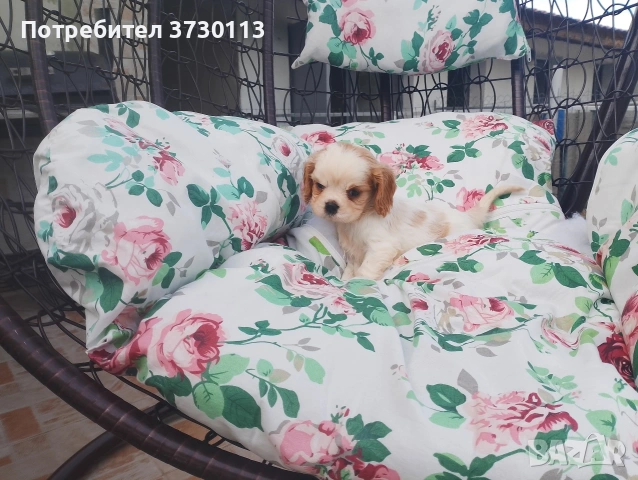 Продава Кинг Чарлз Кавалер, снимка 4 - Кавалер кинг чарлз шпаньол - 54413603