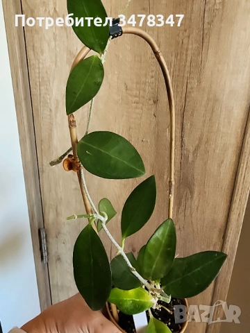Хоя Elliptica Philippines, снимка 4 - Стайни растения - 54339145