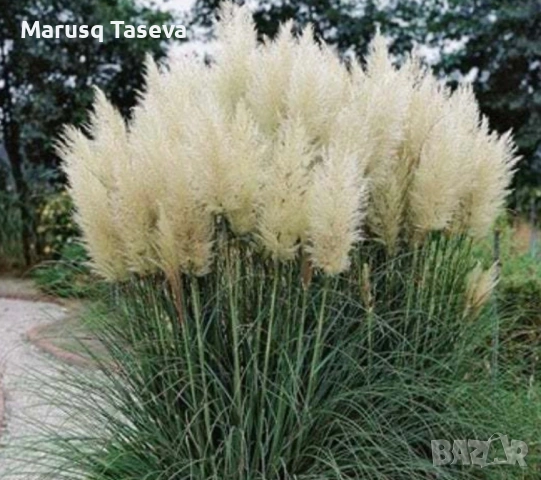Книфофия и пампаска трева , снимка 3 - Градински цветя и растения - 54329437