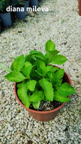 Хортензия Мадам Емили Мулиер, Hydrangea mac.Madame Emile Mouillere за сянка!!!, снимка 8 - Градински цветя и растения - 49691479