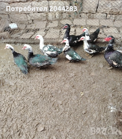 Неми патици