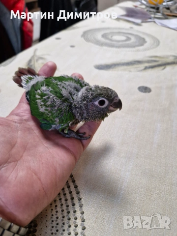 Пирура Молина 