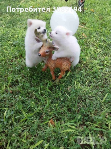 Мини шпиц-померан, снимка 4 - Шпиц - 54127266