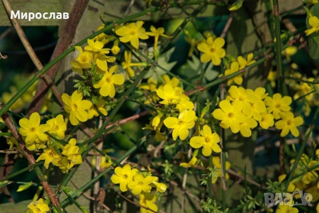 Продавам растение Зимен Жасмин (Jasminum nudiflorum), снимка 10 - Градински цветя и растения - 54579336