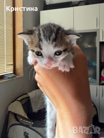 Котенца си търсят дом!, снимка 5 - Други - 54367329