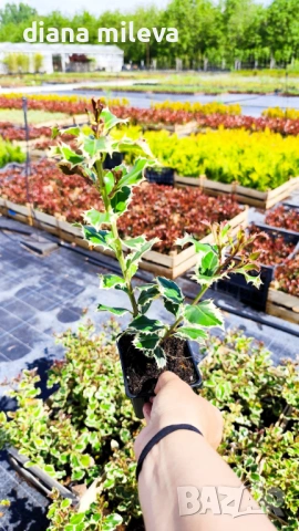 Джел, Илекс Сребърна Кралица, Ilex aquifolium Silver Queen, студоустойчив, многогодишен бодлив храст, снимка 8 - Градински цветя и растения - 54556939