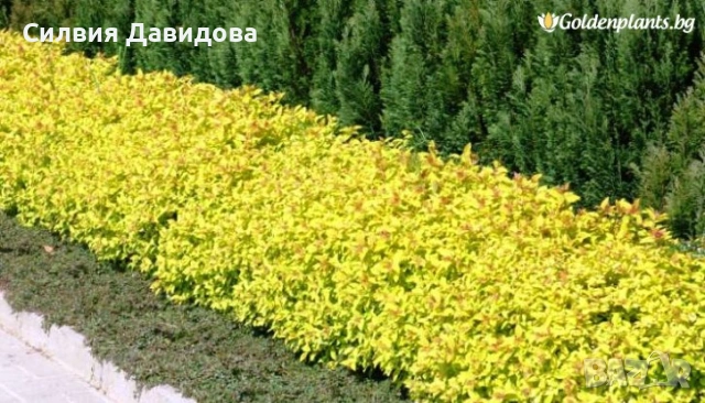 Спирея японска , снимка 7 - Градински цветя и растения - 53931658